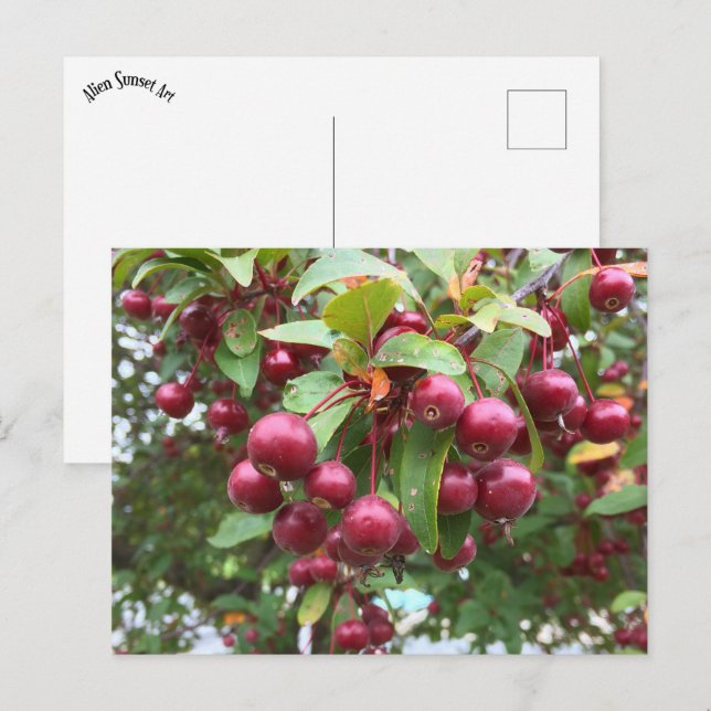 rote Beeren Postkarte (Vorne/Hinten)