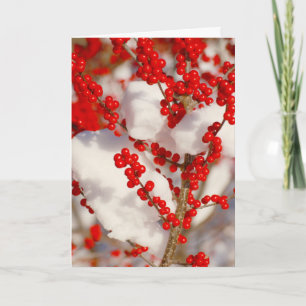 Rote Beeren Schnee Foto Weihnachten Xmas Urlaub