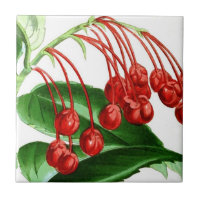 Rote Beeren, Vintag