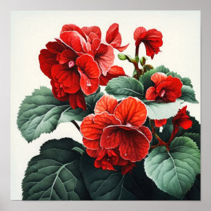 Rote Begonias Blume Art Print Poster