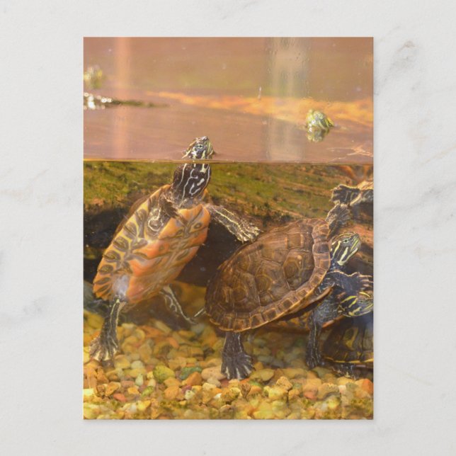 Rote Beliebte Schildkröte (Alabama) Postkarte (Vorderseite)