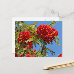 Rote Bergesche Ebereschenbeeren Postkarte