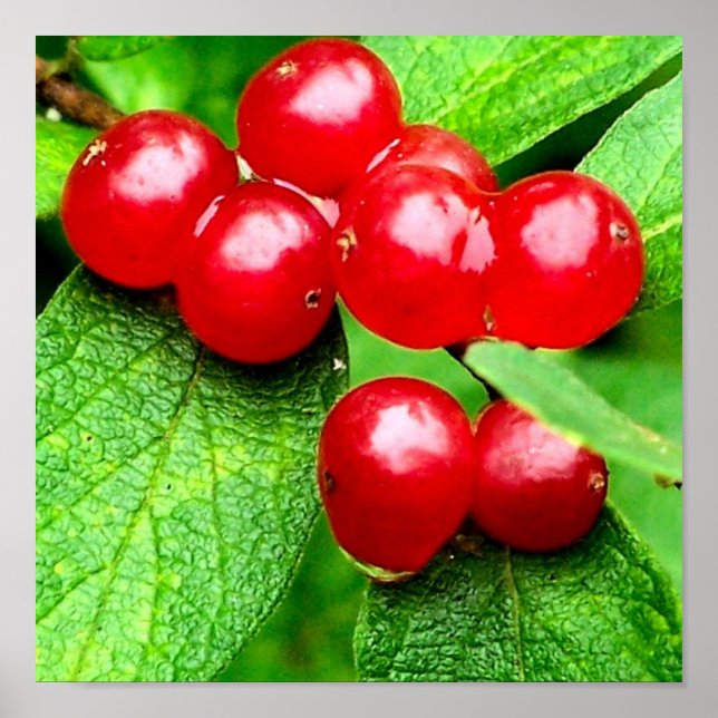 Rote Berries mit Nahen Regentropfen Poster (Vorne)