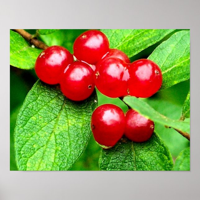 Rote Berries mit Raindrops Natur Poster (Vorne)