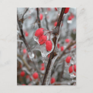 Rote Berries versinken in Eis Postkarte