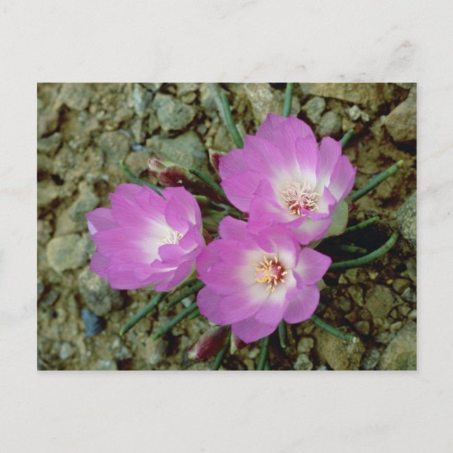 Rote Bitterroot-Blume Postkarte (Vorderseite)