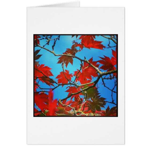 Rote Blätter (Vorne)