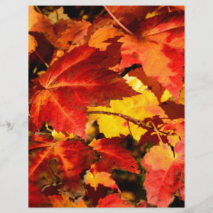 Rote Blätter Gelbe Blätter Goldene Herbstblätter