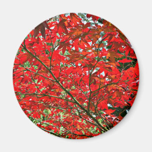 Rote Blätter Magnet