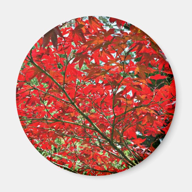 Rote Blätter Magnet (Vorne)