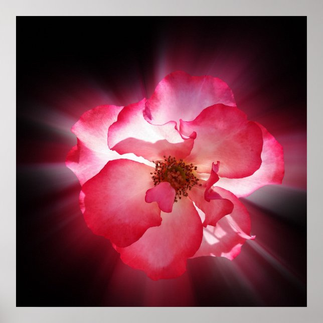 Rote Blätter Poster (Vorne)