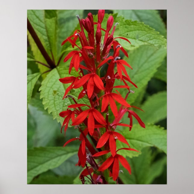 Rote Blätter Poster (Vorne)