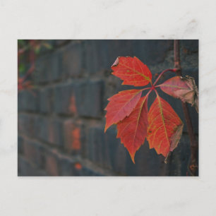 Rote Blätter Postkarte