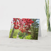 Rote Blätter und Walkway - Martha's Vineyard