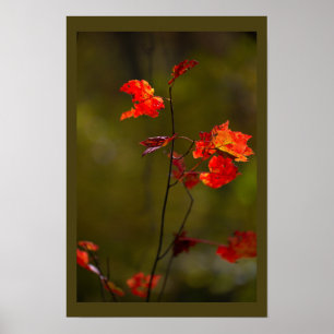 Rote Blätter und Zweige Poster