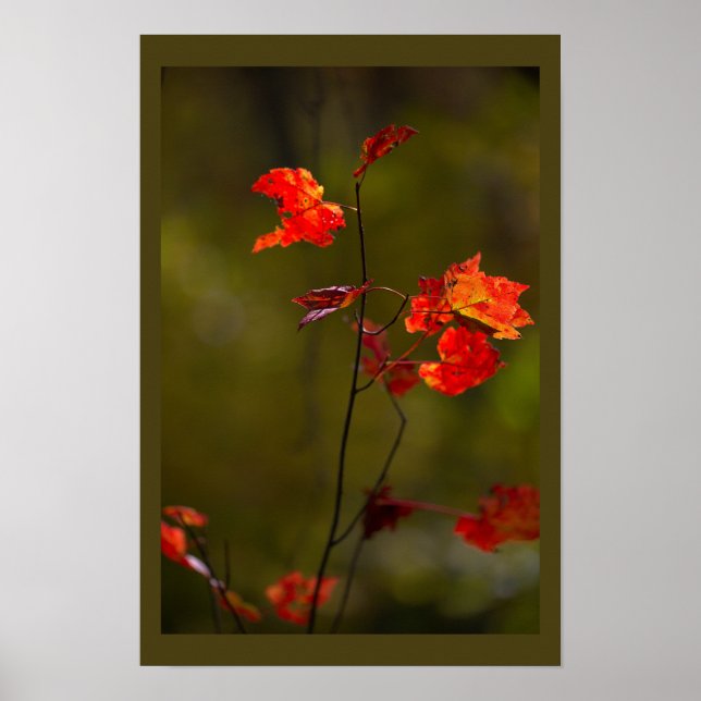 Rote Blätter und Zweige Poster (Vorne)