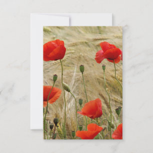 rote Blume