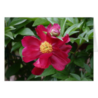 Rote Blume