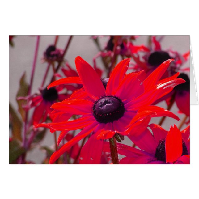 Rote Blume (Vorderseite (Horizontal))