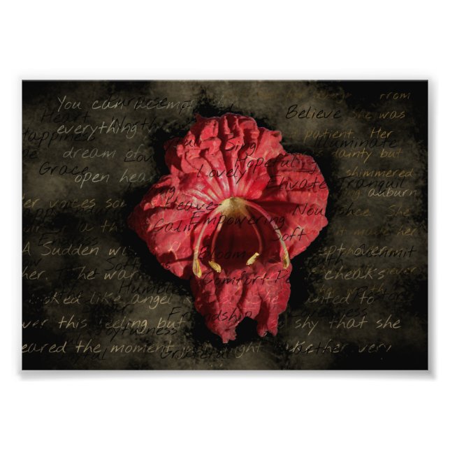 Rote Blume auf Grunge Text Fotodruck (Vorne)