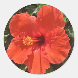 Rote Blume-Aufkleber für Hawaii-Hibiskus Runder Aufkleber