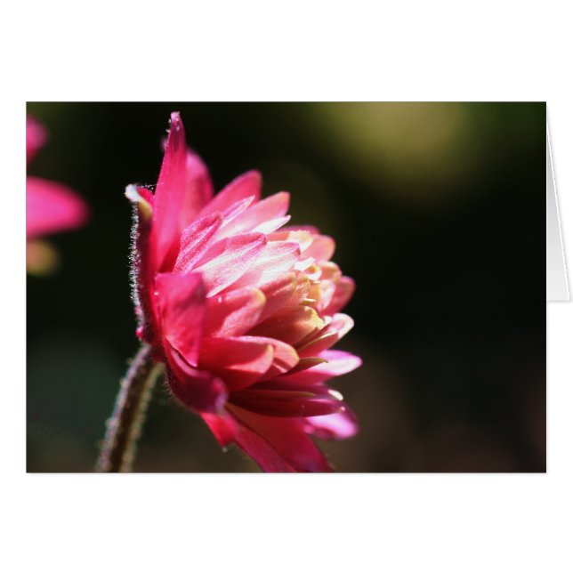 Rote Blume bei Sonnenblumenfotografie (Vorderseite (Horizontal))