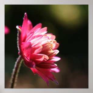 Rote Blume bei Sonnenlicht Nah Poster