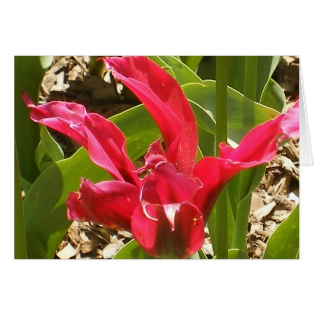 Rote Blume - besonders angefertigt (Vorderseite (Horizontal))