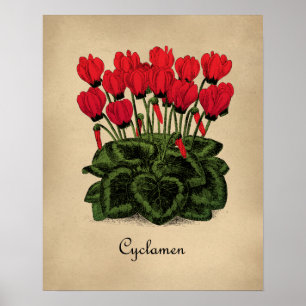 Rote Blume Botanisches Poster - Vintage Cyclamen