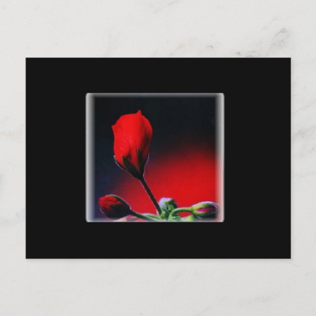 Rote Blume Bud Valentine Postkarte (Vorderseite)
