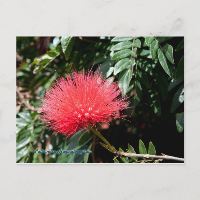 Rote Blume - Calliandra Postkarte (Vorderseite)