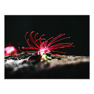 Rote Blume Fotodruck