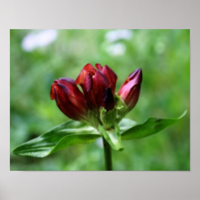 Rote Blume Gentian im Blog Orton Art Poster (Vorne)