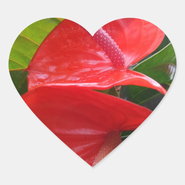Rote Blume Herzsticker Herz-Aufkleber (Vorderseite)