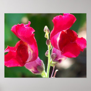 Rote Blume im Sonnenlicht Poster