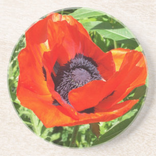 Rote Blume in der vollen Blüte Untersetzer