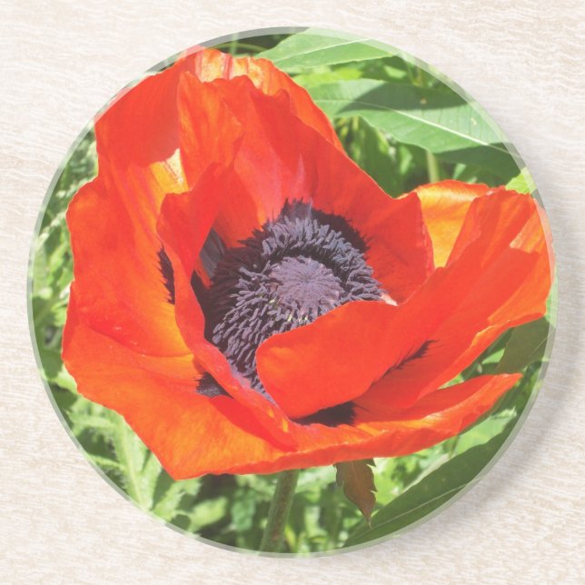 Rote Blume in der vollen Blüte Untersetzer (Vorne)