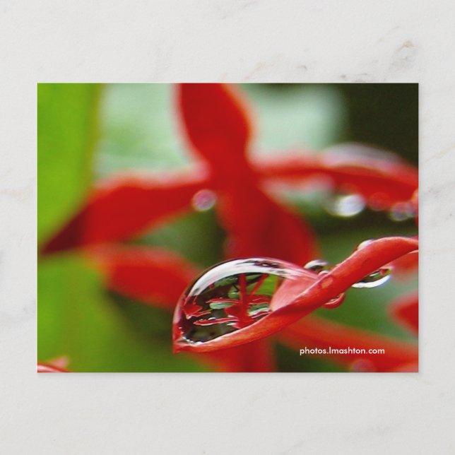 Rote Blume in einem Raindrop Postkarte (Vorderseite)