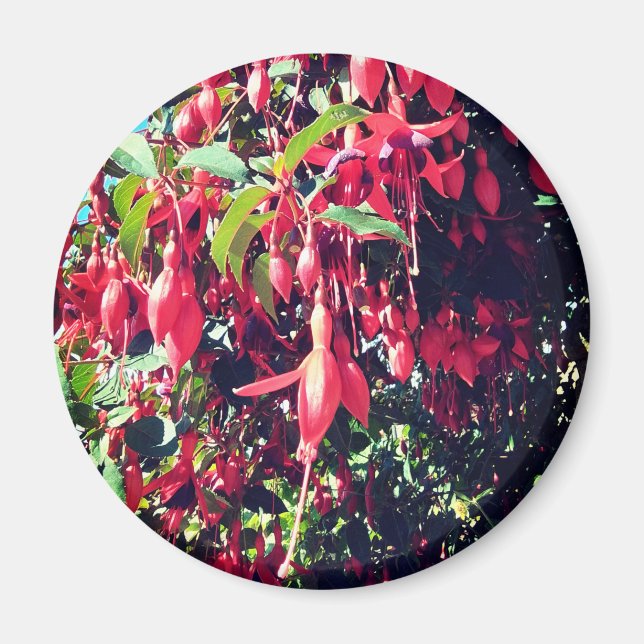 Rote Blume Magnet (Vorne)
