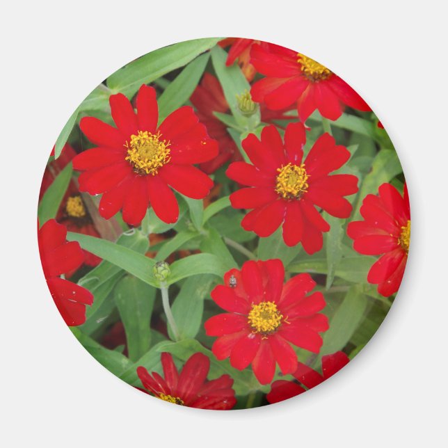 Rote Blume mit Gelbzentriermagnet Magnet (Vorne)