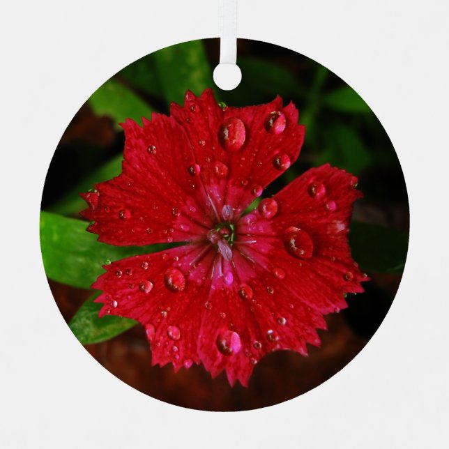 Rote Blume mit Raindrops-Foto Ornament Aus Metall (Vorderseite)
