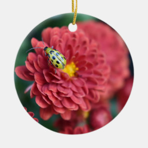Rote Blume Naturfotografie Käfer Insektenfehler Keramikornament