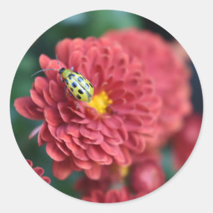 Rote Blume Naturfotografie Käfer Insektenfehler Runder Aufkleber