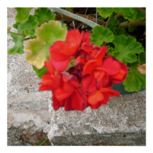 rote Blume Poster