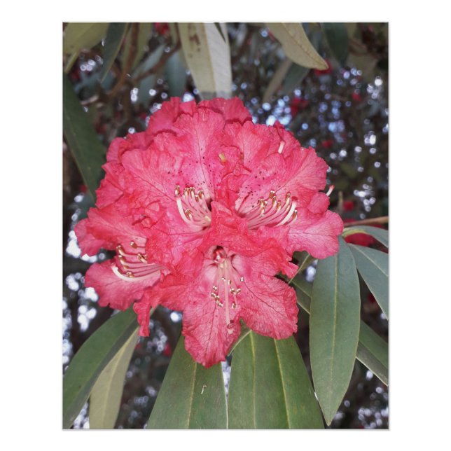 Rote Blume Poster (Vorderseite)