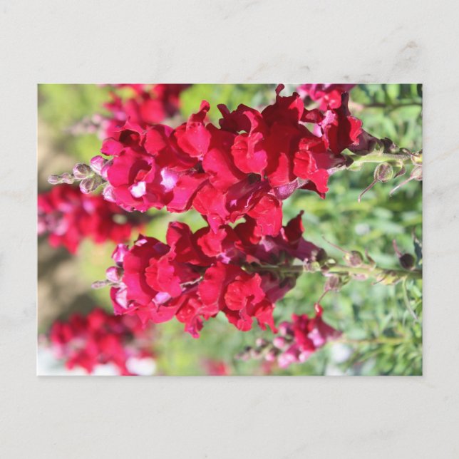 Rote Blume Postkarte (Vorderseite)