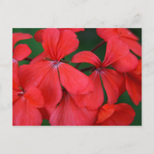rote Blume Postkarte