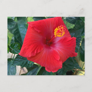 Rote Blume Postkarte
