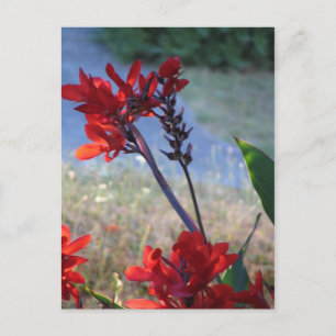 Rote Blume Postkarte