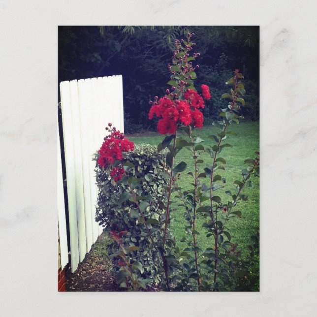 Rote Blume Postkarte (Vorderseite)